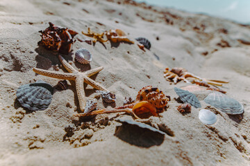 sea shells starfish at sand beach copy space
