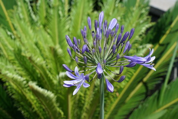 Agapanthus o Giglio Africano