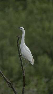 Il bianco 