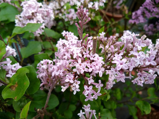 Syringa meyeri 'Palibin'