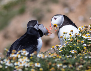 Close Up of Adorable Puffin Colony on Skomer Island Nature Reserve