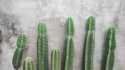 green cactus plant on grey concrete background