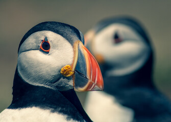 Close Up of Adorable Puffin Colony on Skomer Island Nature Reserve