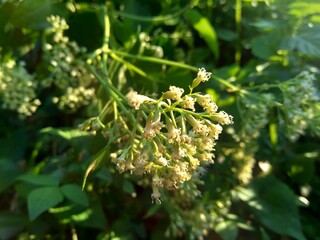 Close up a green plant with a white flower on nature.. This plant has a special aroma