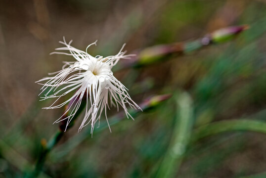 Long-haired Pink / Langhaarige Nelke, Polsternelke (Dianthus crinitus ssp. crinitus), Rhodos, Greece / Griechenland
