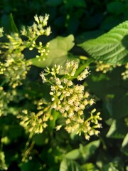 Close up a green plant with a white flower on nature.. This plant has a special aroma