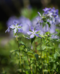 Fresh Blue Phlox divaricata blooms on background of blurred spring flower garden