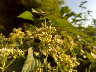 Close up a green plant with a white flower on nature.. This plant has a special aroma