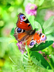 Butterfly peacock's eye in green