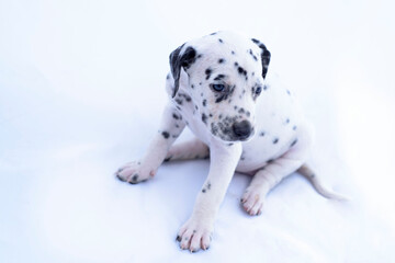 Dalmatian breed puppy dog on white background. Precious animal.