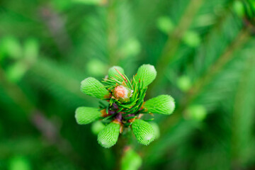 Background of green branch of pine tree
