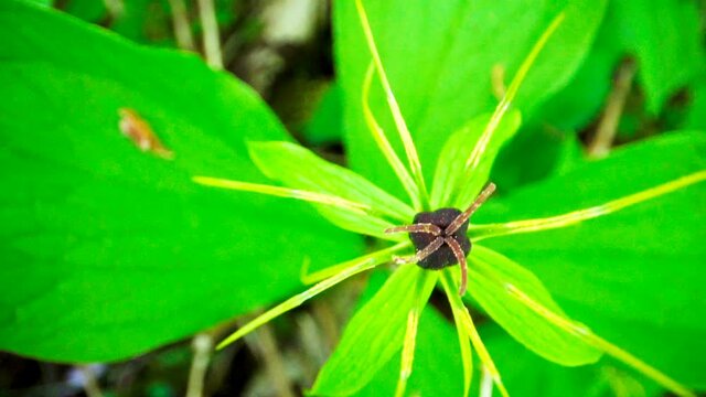 Top view of the green leaves and stamen of the Paris quadrifolia or herb paris plant