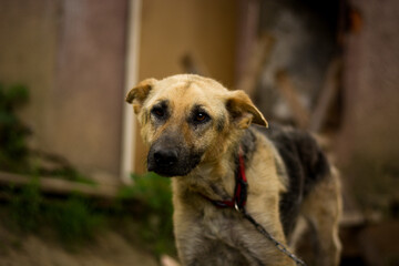 Starvation german shepherd mix dog in gypsy village. Mistreated poor dog with demodex. Dogs in Slovak gypsy village.
