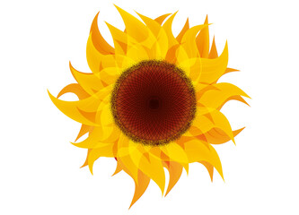 feurig flammende goldgelbe strahlende Sonnenblume
