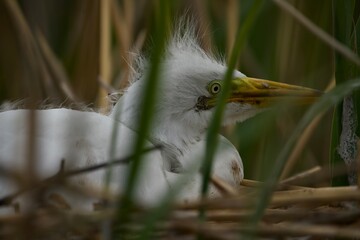 great blue heron baby
