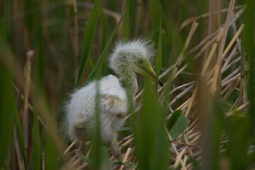 Great heron baby head