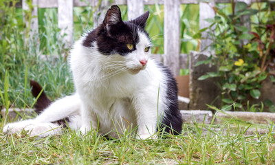 A beautiful black and white cat sits in the garden among the grass and carefully looks to the side.