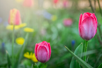 Beautiful pinkish red tulip grows among blooming flowers on background of blurry spring garden