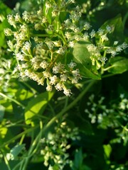 Close up a green plant with a white flower on nature.. This plant has a special aroma