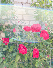 Close-up of a bush of red roses against a white brick wall, fenced in grating.