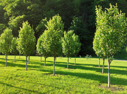 Rows of young trees in garden at sunny summer day