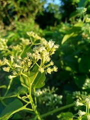 Close up a green plant with a white flower on nature.. This plant has a special aroma