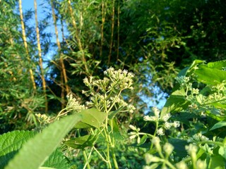 Close up a green plant with a white flower on nature.. This plant has a special aroma