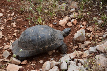 wild greek tortoise seen on a hike in northern Greece