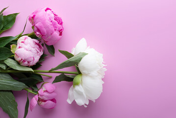 Peonies on a pink background. Copy space.