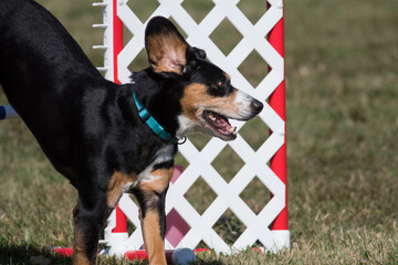 Entlebucher Mountain Dog