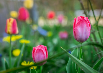 Beautiful pinkish red tulip grows among blooming flowers on background of blurry spring garden