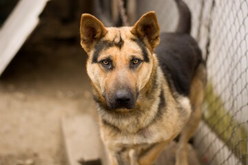 Sad german shepherd mix breed dog in gypsy village. Abused dogs. Dogs in Slovak gypsy village.