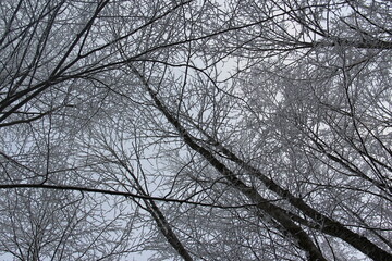 A path through the winter cold forest.