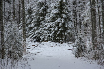 A path through the winter cold forest.