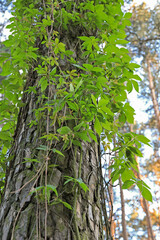 scenic landscape with the tree and bright green  liana hanging down from this tree, scenic nature background