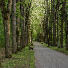 scenic nature landscape with park alleya on green leaves and trees background