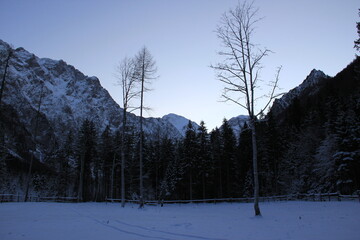 Silhouettes of trees before night in a cold winter forest.