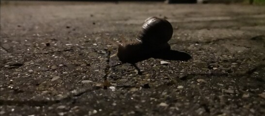 bird on the road