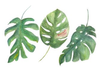 set of tropical plants, monstera leaves on an isolated white background, watercolor illustration, hand drawing, botanical painting