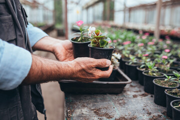 man working in his greenhouse flowers nursery. small business concept
