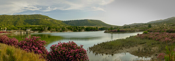 Oleanders in bloom in the Embalse del Mayes in Murcia. Spain