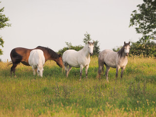 Obraz na płótnie Canvas Herd of Ponies