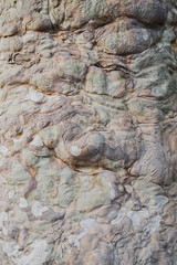 Fototapeta premium Unusual wooden texture in calm colors, wooden background