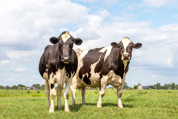 Two black and white cows, frisian holstein, a mill in the background, standing in a pasture under a blue sky and a straight horizon.