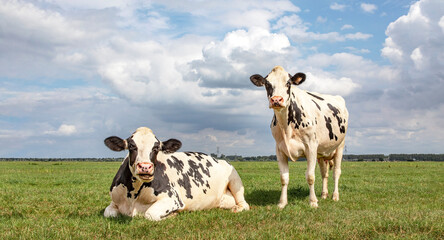 Black and white cows, frisian holstein, in a pasture one cow standing upright the other one lying...