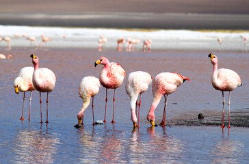Flamingoes in coloured lake