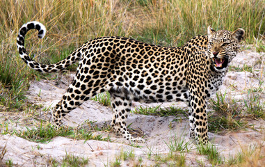 Leopard mother defending cub in Botswana
