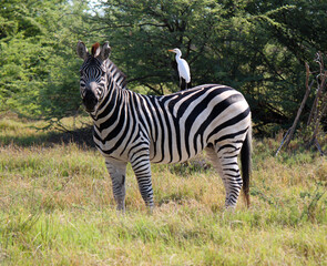 Fototapeta na wymiar Zebra with egret on back