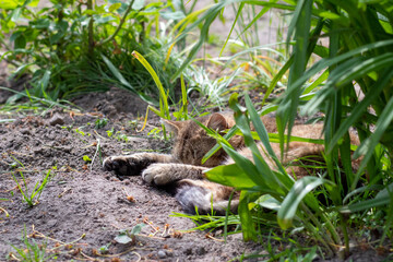 Naklejka na ściany i meble A beautiful cat is resting in the grass. The cat is lying in the garden