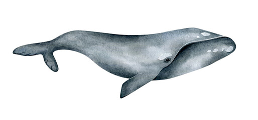 Watercolor Southern right whale illustration isolated on white background. Hand-painted realistic underwater animal art. © Kate K.